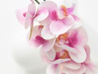 Цветок Утро/Mattinata