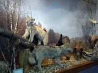 Албазинский краеведческий музей