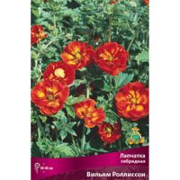 Лапчатка гибридная Вильям Роллиссон