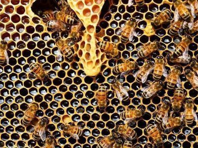 Якутский Центр производства меда подвел первые итоги сезона