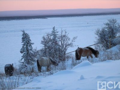 Якутия остается лидером среди регионов страны по поголовью табунных лошадей