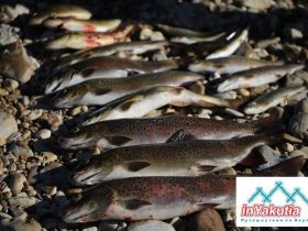 Сплав, отдых и рыбалка на реке Амга. Маршрут: Верхняя Амга - Оннес (390 км.)