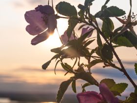 Сплав по реке Лена с посещением Ленских Столбов, тукуланов-песков Самыс Кумага и Кысыл Элэсин