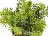 Цветок Pontegrande