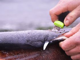 Нож с фиксированным лезвием Morakniv Fishing Comfort Fillet 090, сталь Sandvik 12C27, рукоять резина/пластик