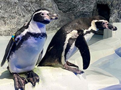 Пингвинарий