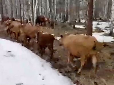 100 коров калмыцкой породы отогнали в сайылык в Хангаласском районе Якутии