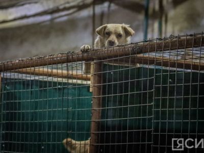 По поправкам в закон о бездомных животных поступило порядка 25 тысяч обращений