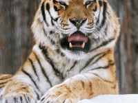 Зоосад «Приамурский» им. В. П. Сысоева