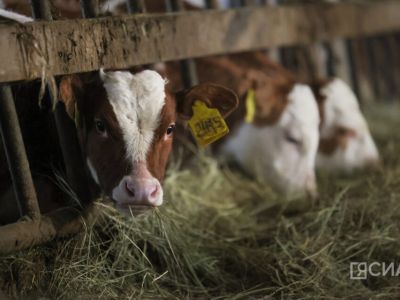 В хозяйствах Якутии на зимовке находятся более 153 тысяч голов КРС