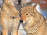 Московский зоопарк