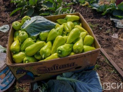 Часть вырученных средств на ярмарке «Продовольствие-2024» направят на помощь участникам СВО