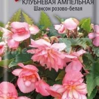 Бегония клубневая ампельная Шансон розово-белая