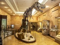 Музей естественной истории Татарстана