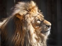 Сахалинский зооботанический парк