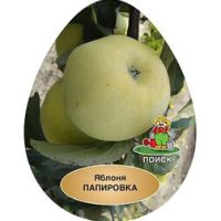 Яблоня Папировка (подвой семенной)