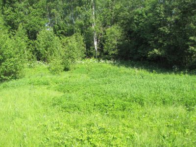 Родина художника-графика О.Г. Верейского