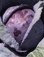 Капуста краснокочанная Колобок рубиновый (УД) 0,3 гр цв.п.
