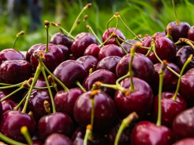 Как выбрать черешню?