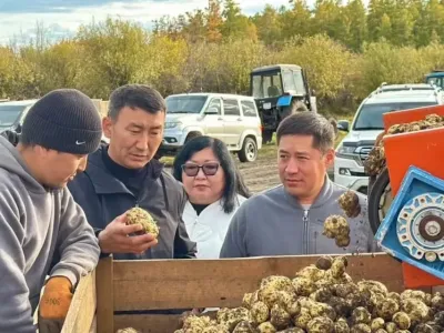 В Амгинском районе собрали более 2,5 тысяч тонн картофеля и овощей