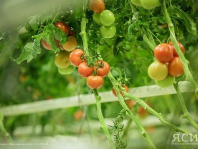 Шеф-повара республики отдают свое предпочтение продукции тепличного комплекса «Саюри»
