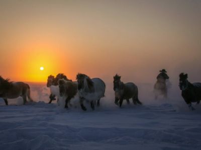 Десятки лошадей погибли из-за аномального снегопада в Якутии 