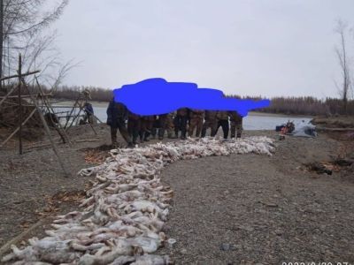 В Якутии выясняют информацию об охотниках, добывших в большом количестве зайцев