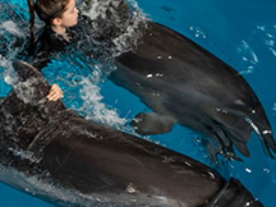 Плавание с дельфинами
