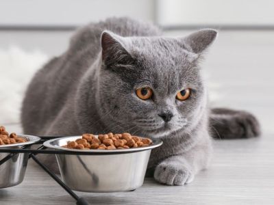 Специально для кошек: новое исследование сухих кормов