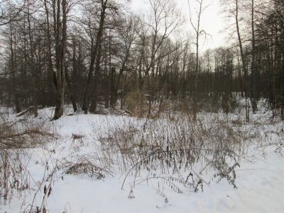 Памятное место, где в 1942 г. произошел бой партизанского полка им. 24 годовщины РККА с гитлеровцами