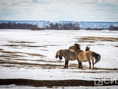 В Якутске открывается выставка «Аман албара» Ааны Зверевой