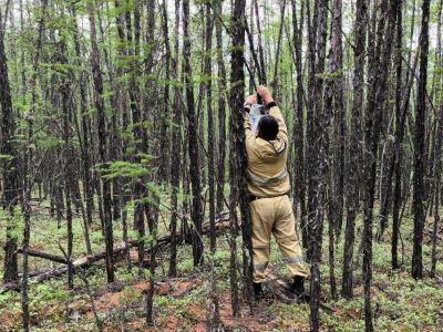В Якутии в восьми лесничествах установили феромонные ловушки на сибирского шелкопряда