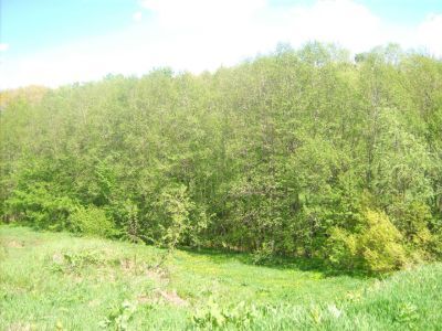 Священная роща