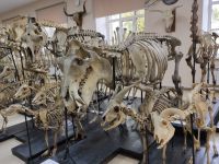 Музей Санкт-Петербургского государственного университета ветеринарной медицины