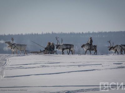 На I чемпионате по оленеводству продемонстрируют достижения коренных малочисленных народов Севера