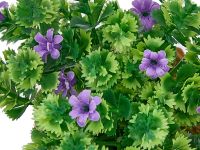 Цветок Corinaldo