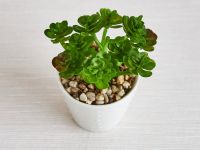 Суккулент Montauro