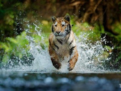 Год Синего Водяного Тигра по китайскому календарю: что принесет нам 2022 год