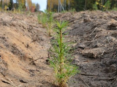 Компания «Полиметалл» высадила 26 000 молодых сосен в Вилюйском районе