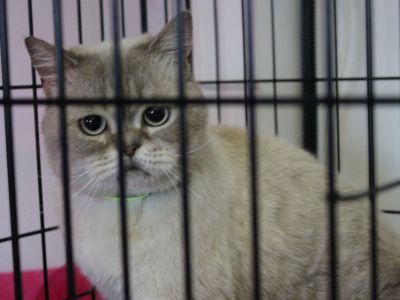 «Счастье в каждый дом». В Якутске проходит акция по устройству домашних животных