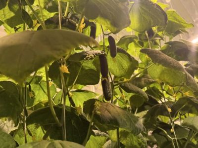 Ядерный центр и АГАТУ совместно займутся производством овощей в северных районах Якутии