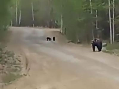 Есть в районе медведи