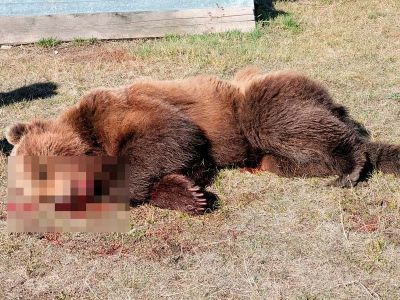 В Якутии застрелили медведя, забредшего во двор частного дома