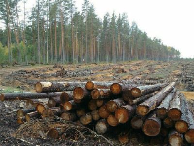 На Дальнем Востоке объем платежей за использование лесов за 5 лет увеличился в 2,5 раза