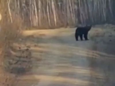 Медвежонка заметили между сёлами Сунтар и Кемпендяй