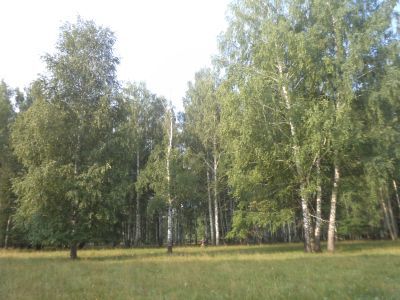 Священная роща