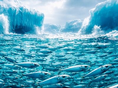 Из-за глобального потепления рыба станет мельче