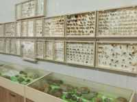 Прилузский районный краеведческий музей им. И. А. Яборова