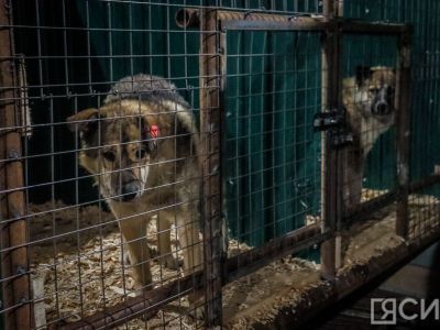 Департамент ветеринарии Якутии прокомментировал ситуацию с собаками в Бурятии