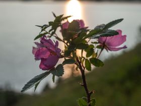 Сплав по реке Лена с посещением Ленских Столбов, тукуланов-песков Самыс Кумага и Кысыл Элэсин
